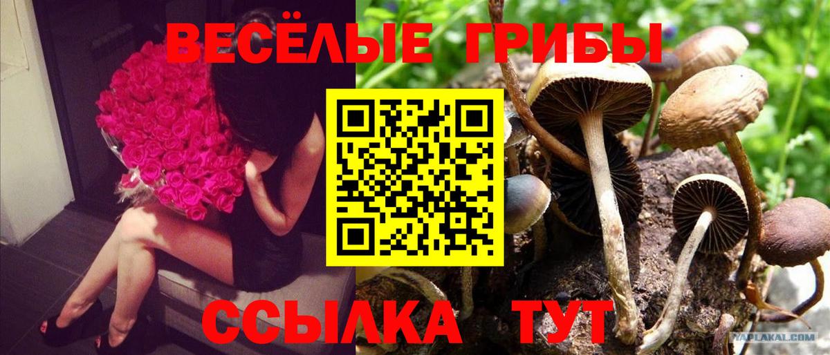Галлюциногенные грибы Magic Shrooms  Вход с VPN  Галлюциногенные грибы Psilocybine cubensis  Каменск-Уральский 